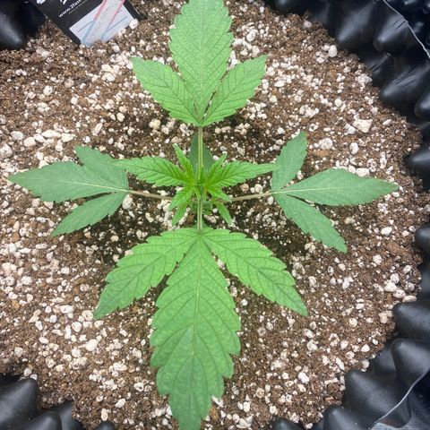 Gorilla Glue #4 growlog timeline photo