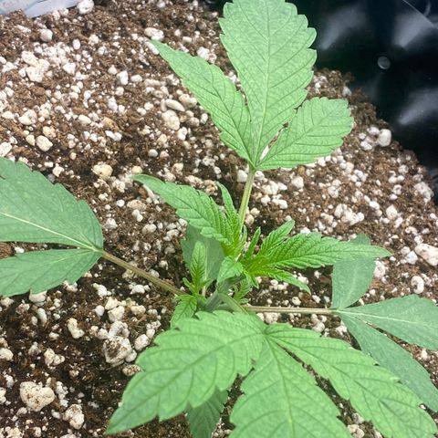 Gorilla Glue #4 growlog timeline photo