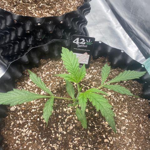 Banana Purple Punch growlog timeline photo
