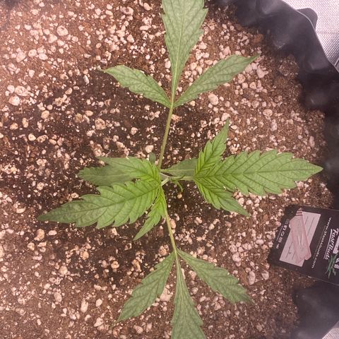 Banana Purple Punch growlog timeline photo