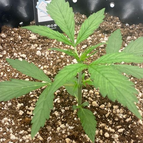 FastBerry growlog timeline photo