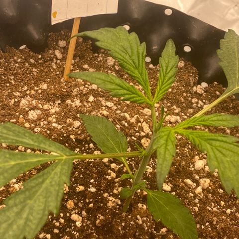 FastBerry growlog timeline photo