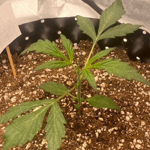 FastBerry growlog timeline photo