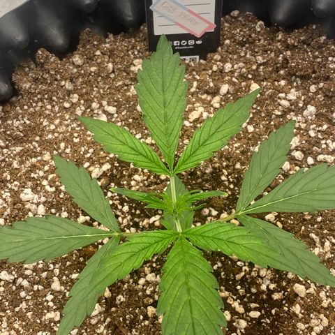 FastBerry growlog timeline photo