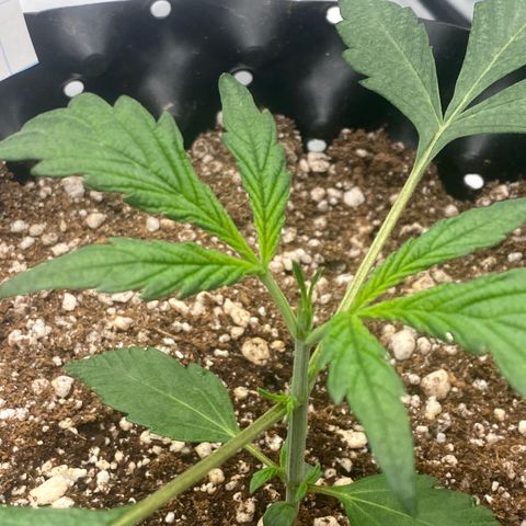 FastBerry growlog timeline photo