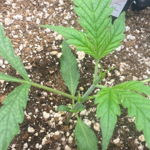 Banana Purple Punch growlog timeline photo