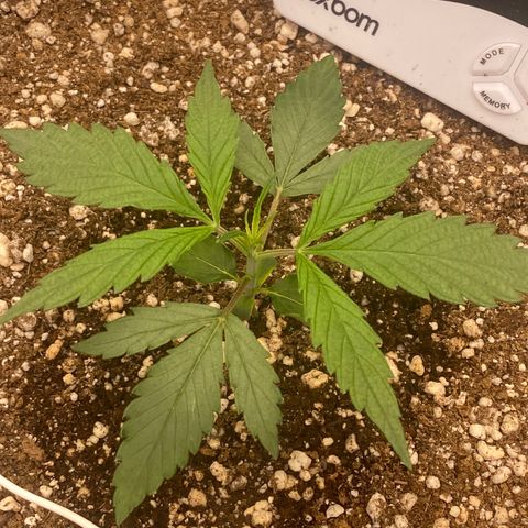 FastBerry growlog timeline photo