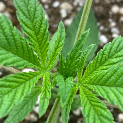 Gorilla Glue #4 growlog timeline photo