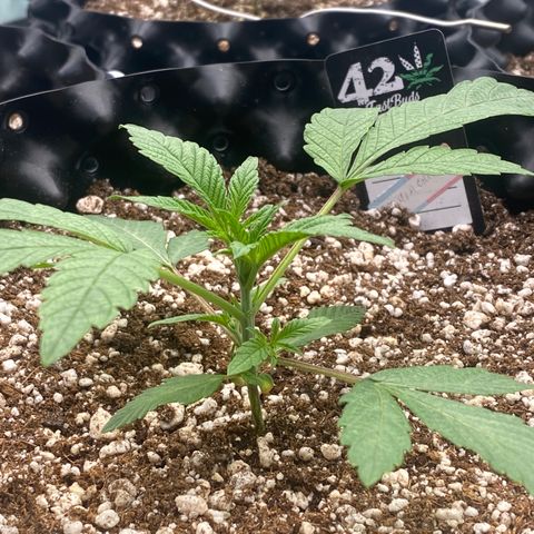 Gorilla Glue #4 growlog timeline photo