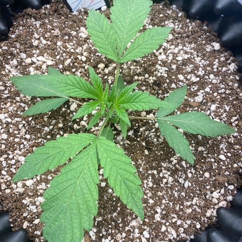 Gorilla Glue #4 growlog timeline photo