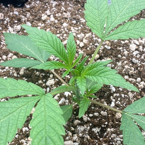 Gorilla Glue #4 growlog timeline photo