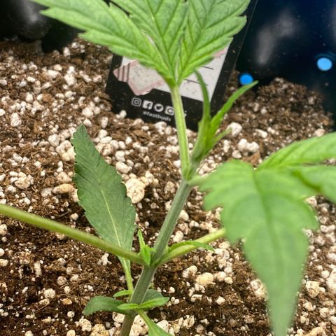 Banana Purple Punch growlog timeline photo