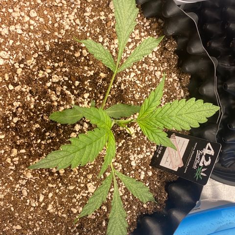 Banana Purple Punch growlog timeline photo