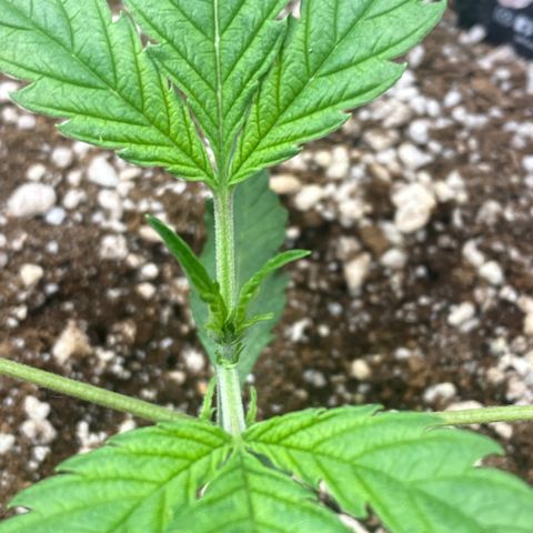 Banana Purple Punch growlog timeline photo