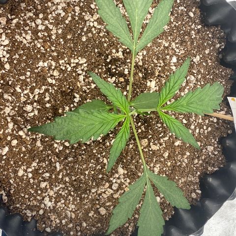 FastBerry growlog timeline photo