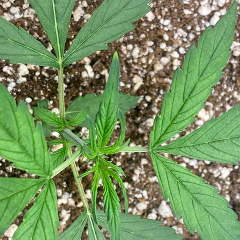 FastBerry growlog timeline photo