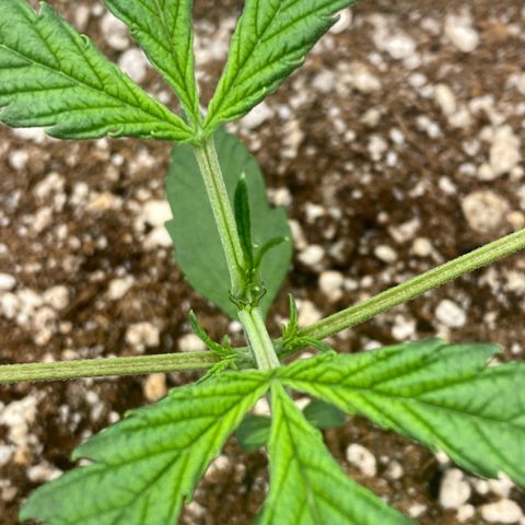 FastBerry growlog timeline photo