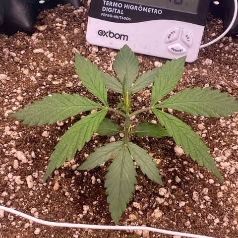 FastBerry growlog timeline photo