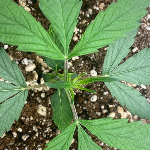 FastBerry growlog timeline photo