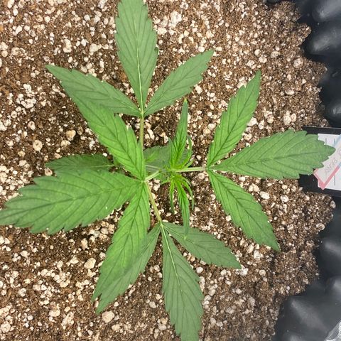FastBerry growlog timeline photo