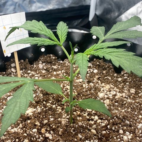 FastBerry growlog timeline photo