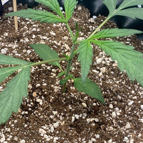 FastBerry growlog timeline photo