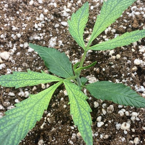 Banana Purple Punch growlog timeline photo