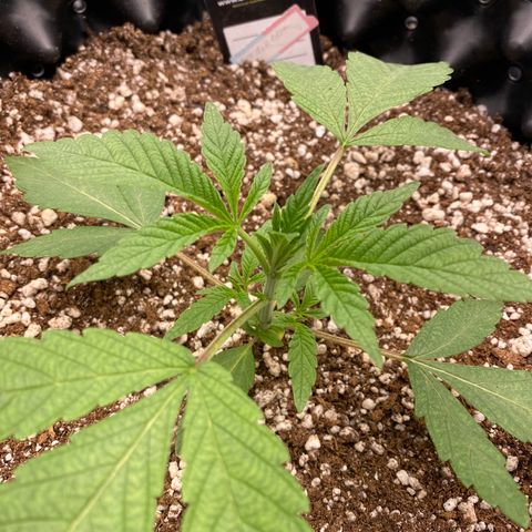 Gorilla Glue #4 growlog timeline photo