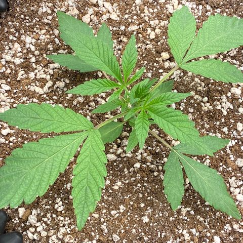 Gorilla Glue #4 growlog timeline photo