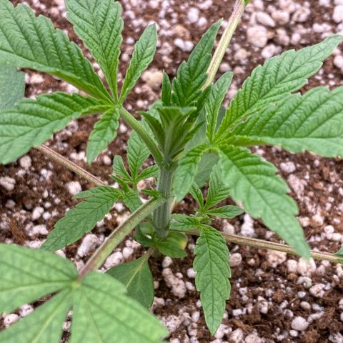 Gorilla Glue #4 growlog timeline photo