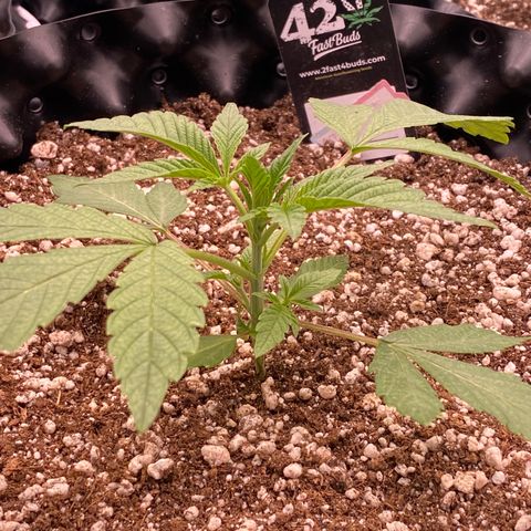 Gorilla Glue #4 growlog timeline photo
