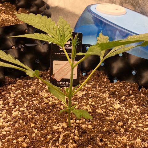 Banana Purple Punch growlog timeline photo