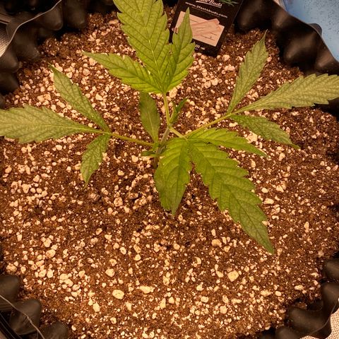 Banana Purple Punch growlog timeline photo
