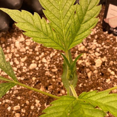 Banana Purple Punch growlog timeline photo
