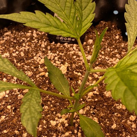 Banana Purple Punch growlog timeline photo