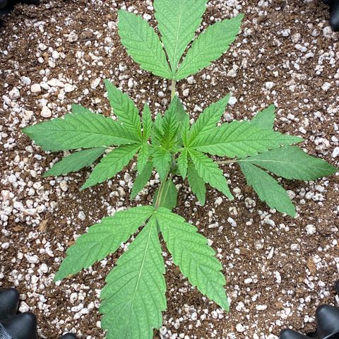 Gorilla Glue #4 growlog timeline photo