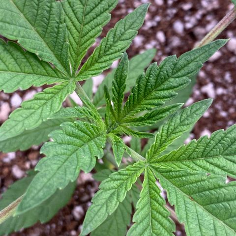 Gorilla Glue #4 growlog timeline photo