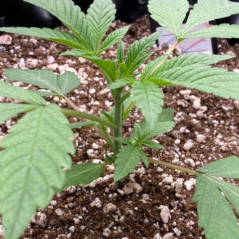 Gorilla Glue #4 growlog timeline photo