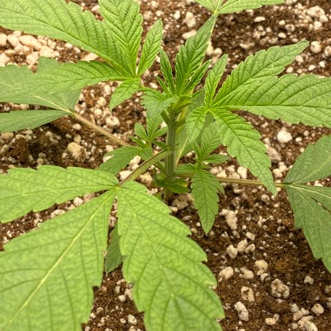 Gorilla Glue #4 growlog timeline photo