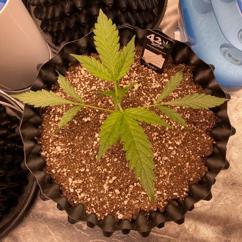 Banana Purple Punch growlog timeline photo