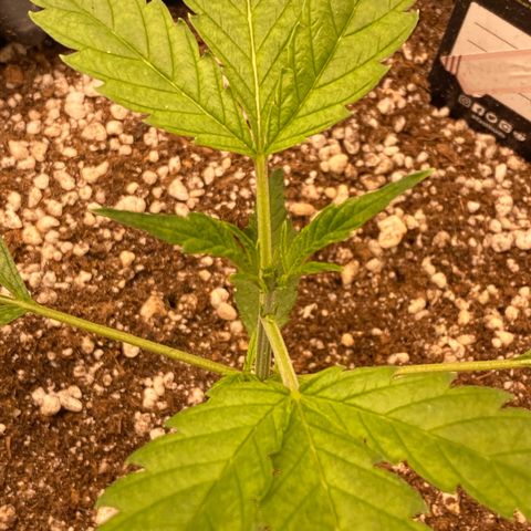 Banana Purple Punch growlog timeline photo