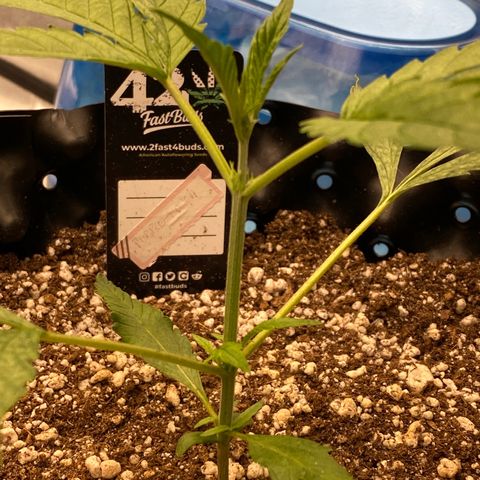 Banana Purple Punch growlog timeline photo