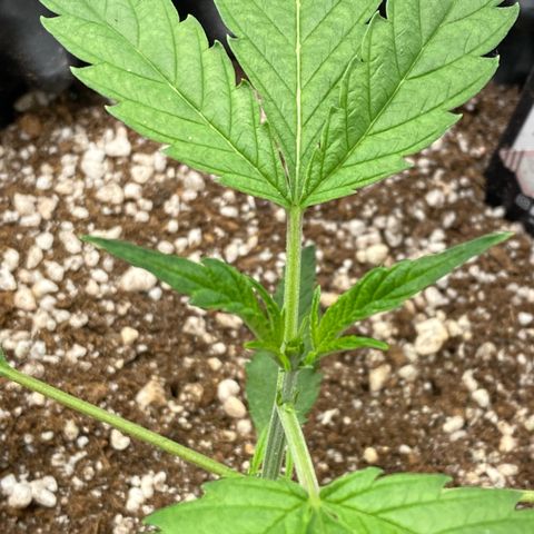 Banana Purple Punch growlog timeline photo
