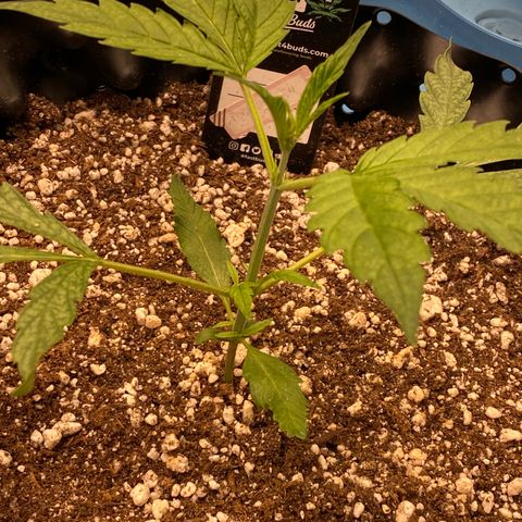 Banana Purple Punch growlog timeline photo