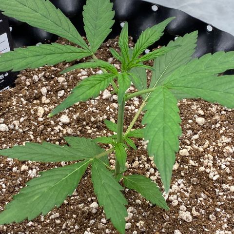 FastBerry growlog timeline photo