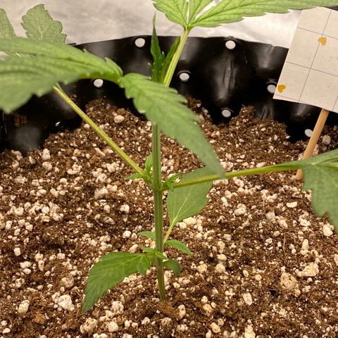 FastBerry growlog timeline photo