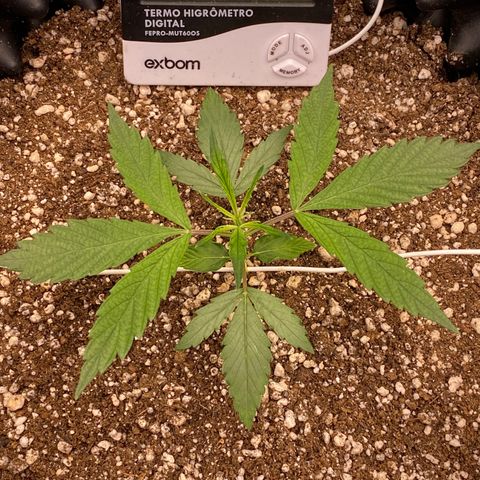 FastBerry growlog timeline photo