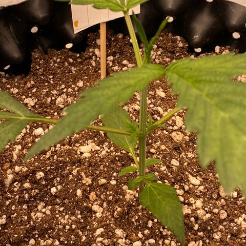 FastBerry growlog timeline photo
