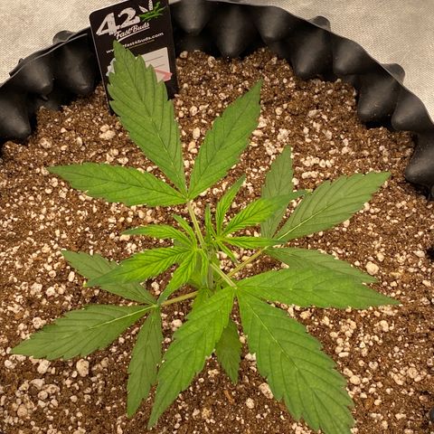 FastBerry growlog timeline photo