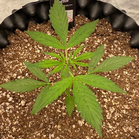 FastBerry growlog timeline photo